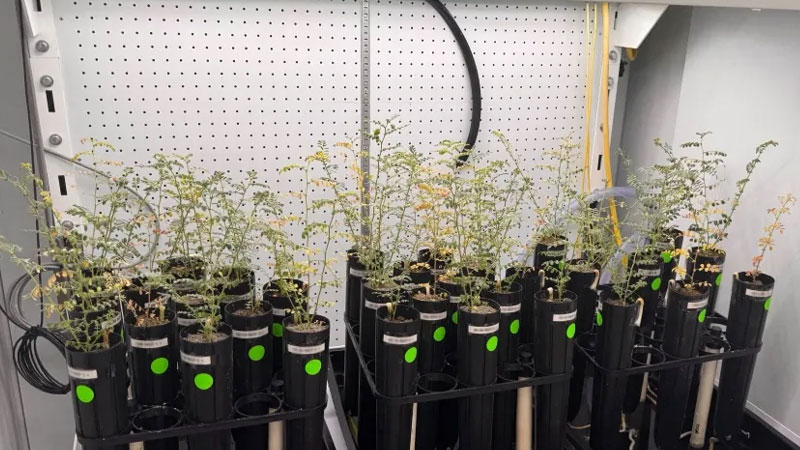 Οι επιστήμονες καλλιεργούν μπιζέλια σε τεχνητό εδάφη της Σελήνης, αλλά δεν τολμούν να τα δοκιμάσουν ως σούπα